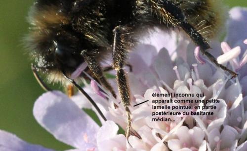Bombus lapidarius